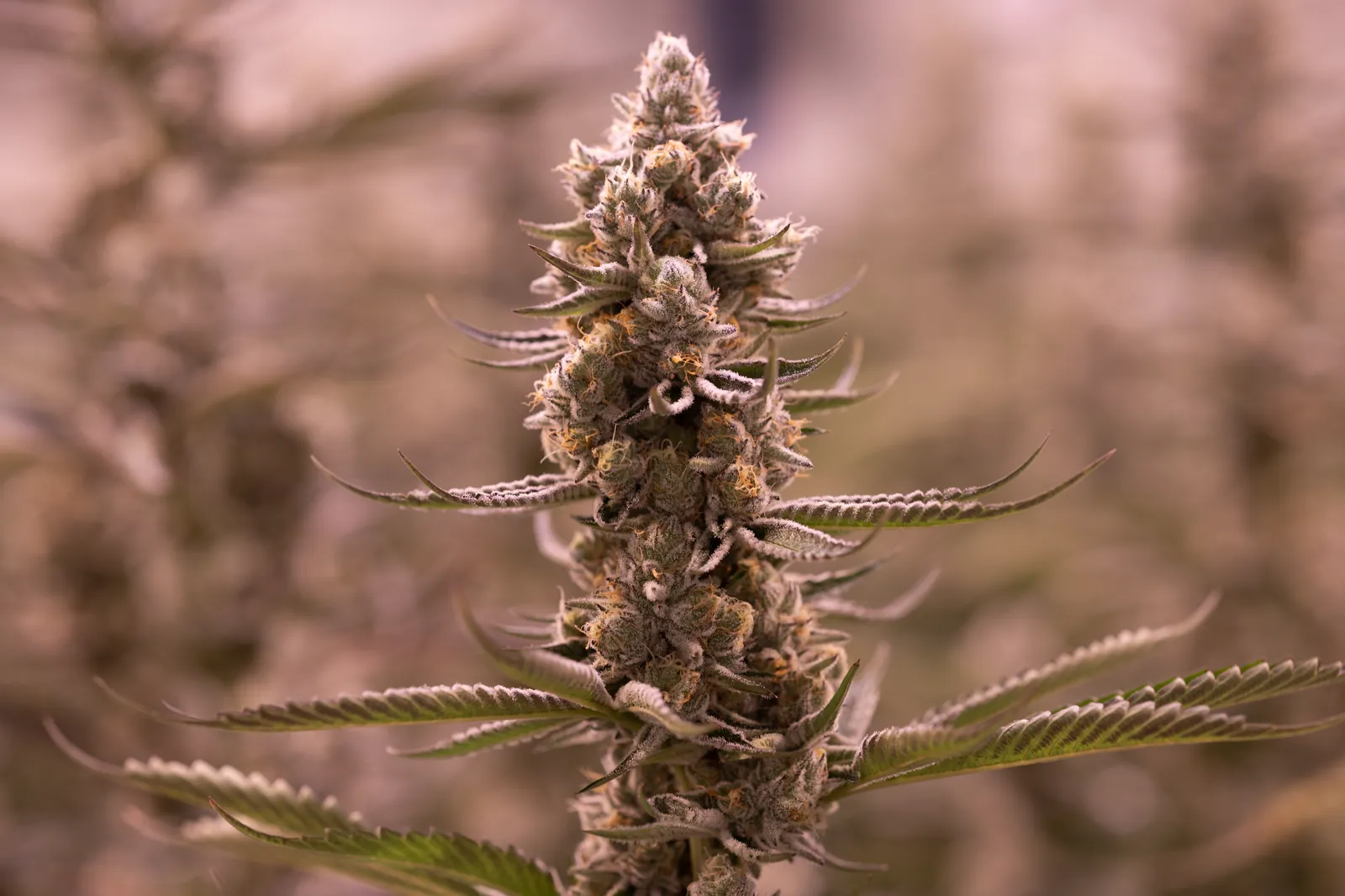 Single cola in late flower