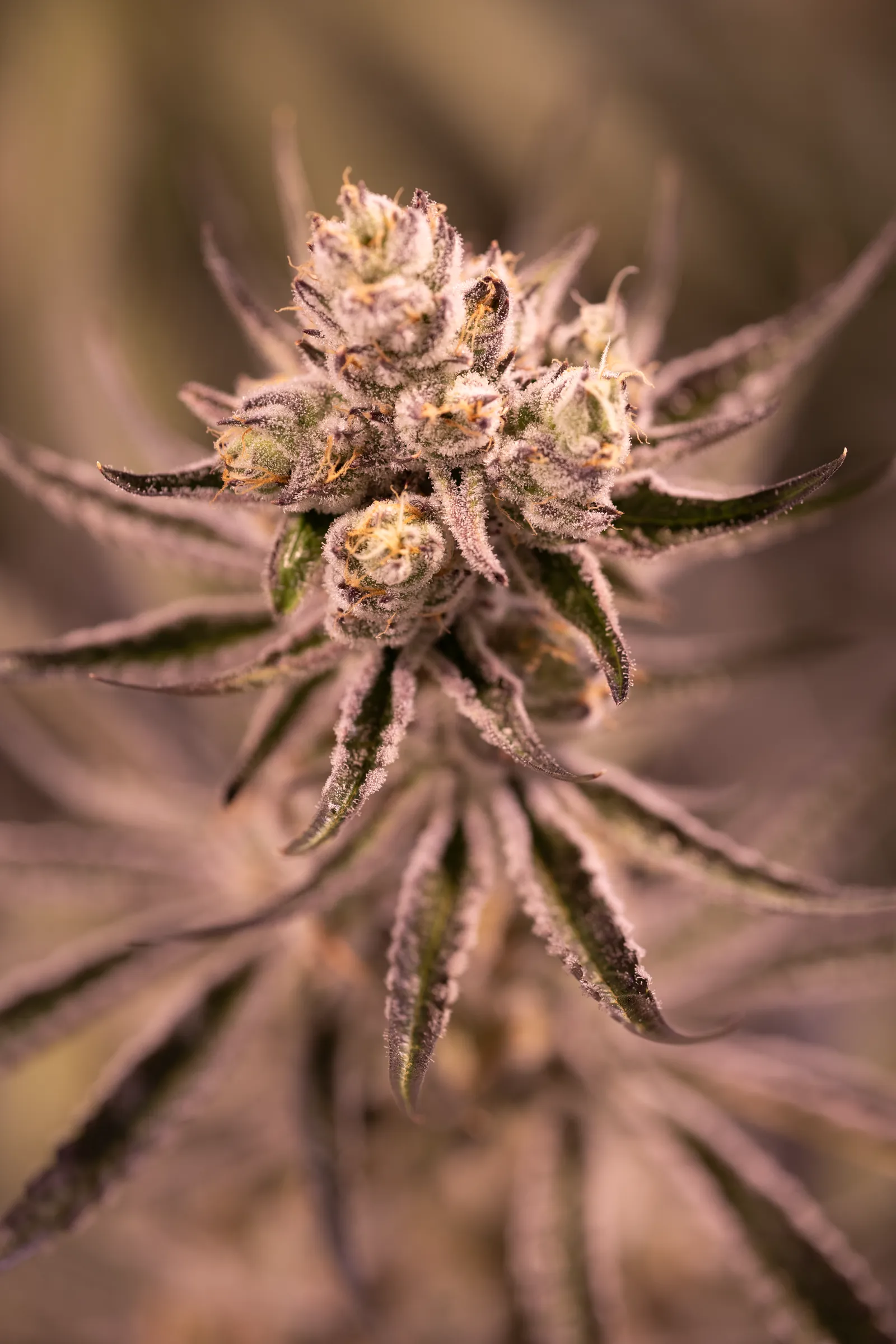 Trichome detail on a finished cola