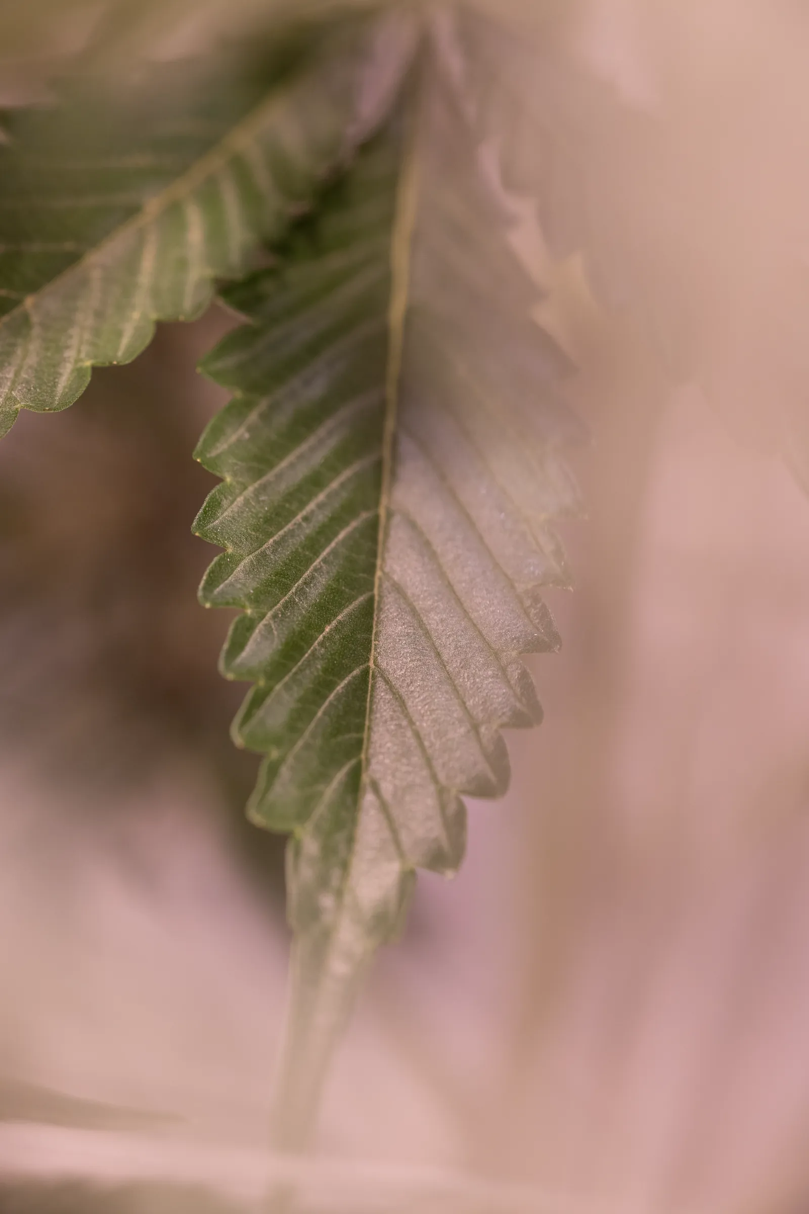 Cannabis leaf macro