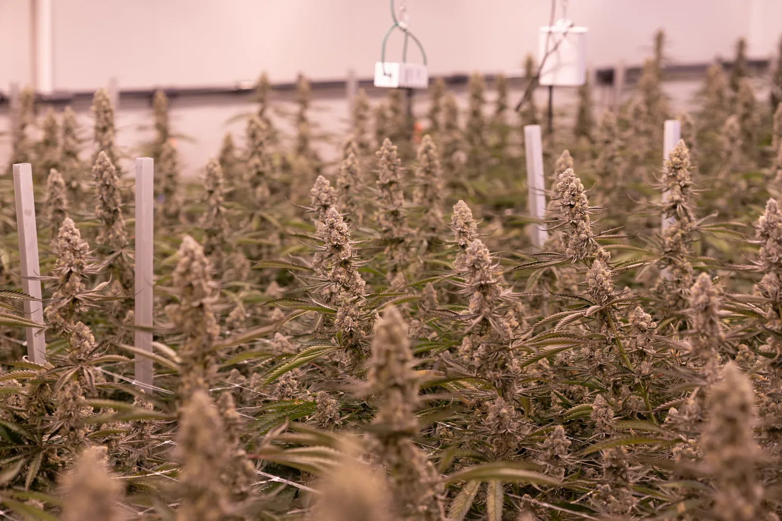 Wide canopy view of a Fast Leaf cultivation room